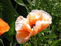 botanicgardens.jpg